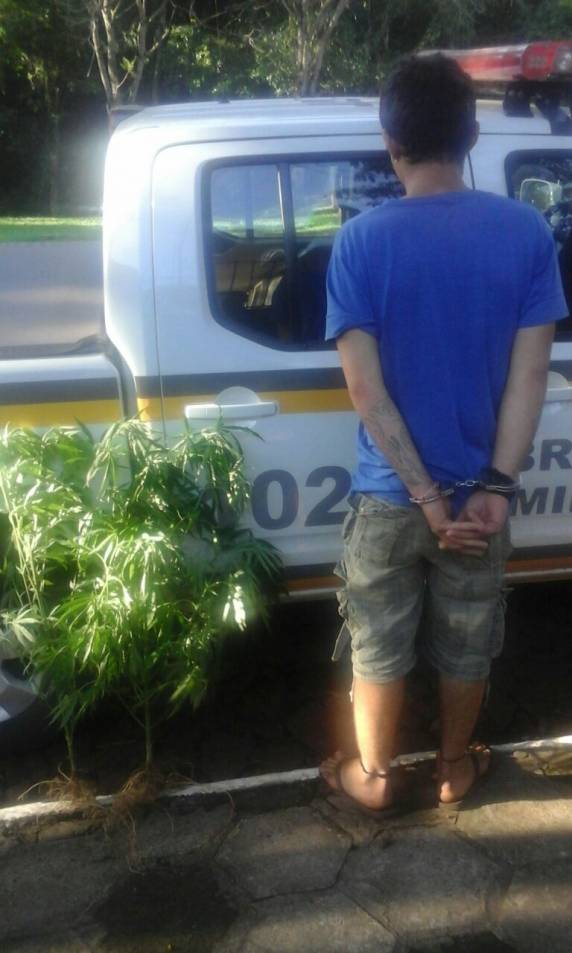 Brigada Militar prende homem por plantar maconha em casa, 

em Alecrim - foto 2