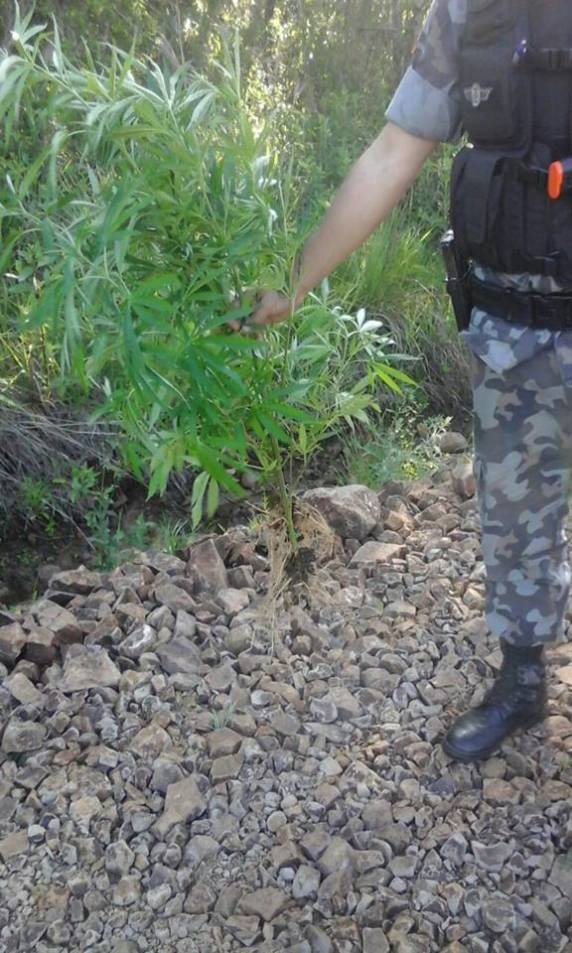 Brigada Militar prende homem por plantar maconha em casa, 

em Alecrim - foto 3