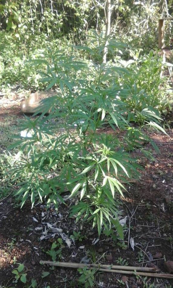 Brigada Militar prende homem por plantar maconha em casa, 

em Alecrim - foto 4