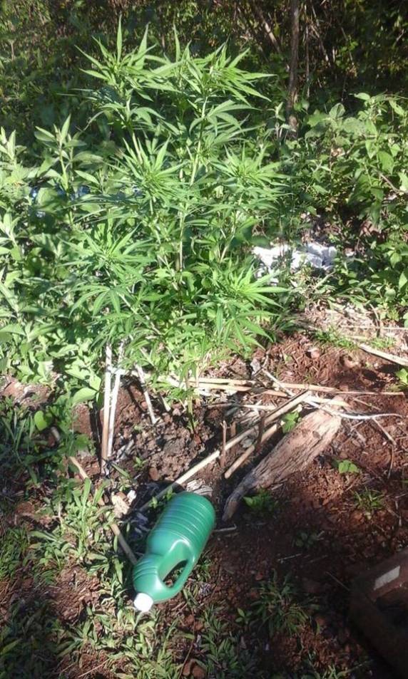 Brigada Militar prende homem por plantar maconha em casa, 

em Alecrim - foto 5