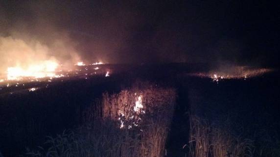 VÍDEO: Corpo de Bombeiros combate incêndio em
lavoura de trigo em Independência - foto 2