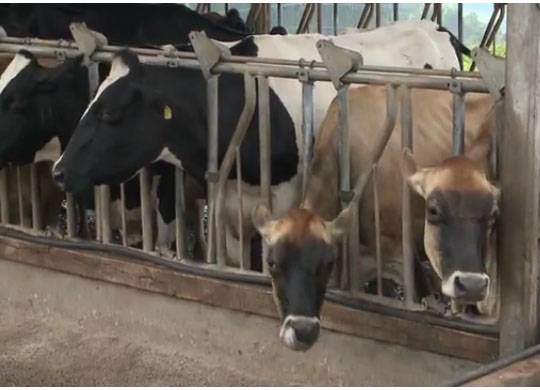 Doença transmitida pelo gado preocupa produtores do Oeste de SC - foto 3