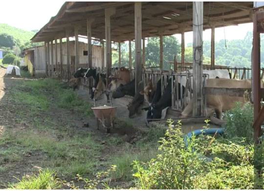 Doença transmitida pelo gado preocupa produtores do Oeste de SC - foto 2
