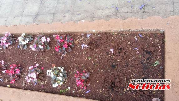 Flores são furtadas da Praça da Matriz em Três de Maio - foto 2