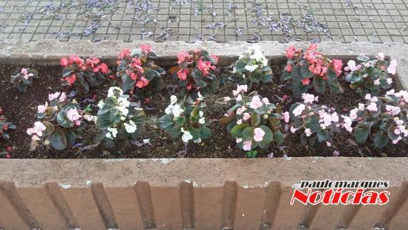 Flores são furtadas da Praça da Matriz em Três de Maio - foto 3