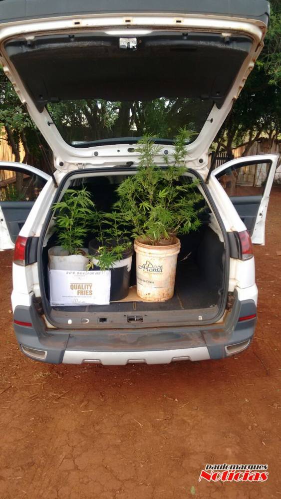 Brigada Militar descobre plantação de maconha em Três de Maio - foto 2