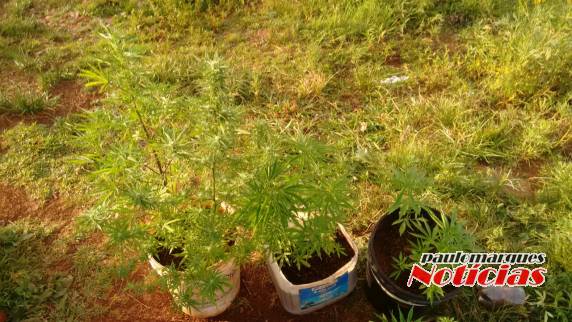 Brigada Militar descobre plantação de maconha em Três de Maio - foto 3