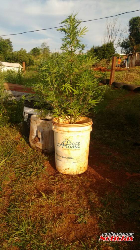Brigada Militar descobre plantação de maconha em Três de Maio - foto 4