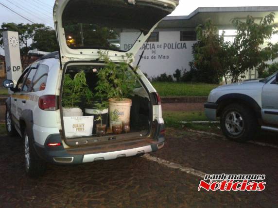Brigada Militar descobre plantação de maconha em Três de Maio - foto 5
