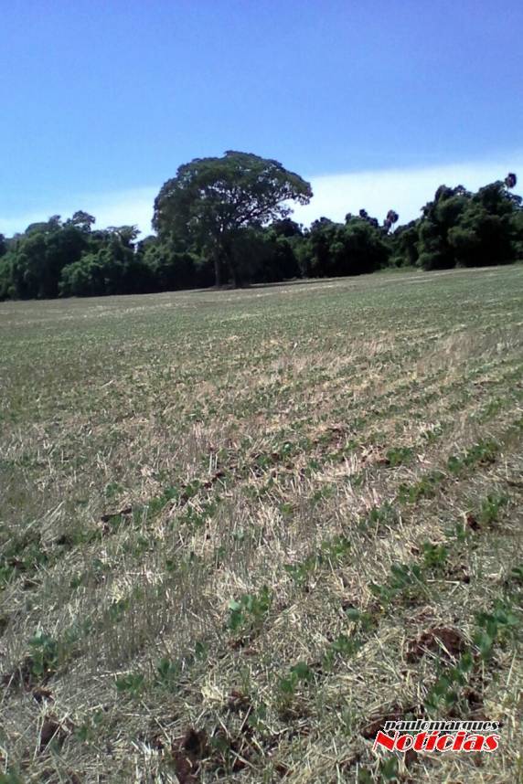 Furto abigeato no
interior de Três de Maio - foto 3