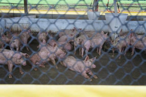 Investimentos na suinocultura em São José do Inhacorá - foto 2