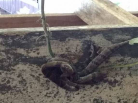 Caso 

ocorreu em Barra Velha; dias antes outra cobra foi achada em creche