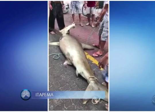 Animal morreu após se 

enroscar em rede de pesca