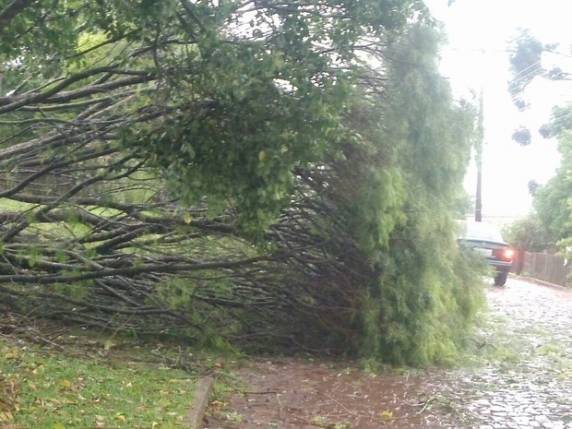 Temporal causa prejuízos a cerca de 100 residências em Palma Sola, SC - foto 4
