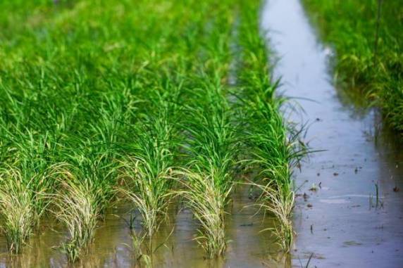 Certificação da produção integrada do arroz minimiza 

impacto ambiental e garante qualidade