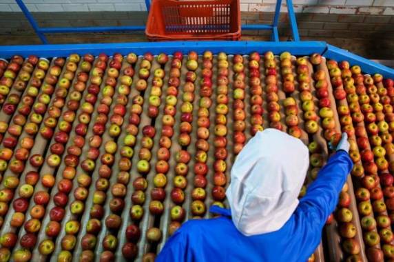 Condições climáticas privilegiaram a característica da fruta