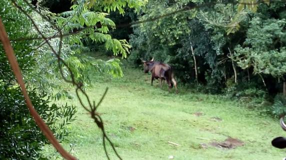 Vaca levada pela enxurrada é localizada 60km da propriedade de origem - foto 2