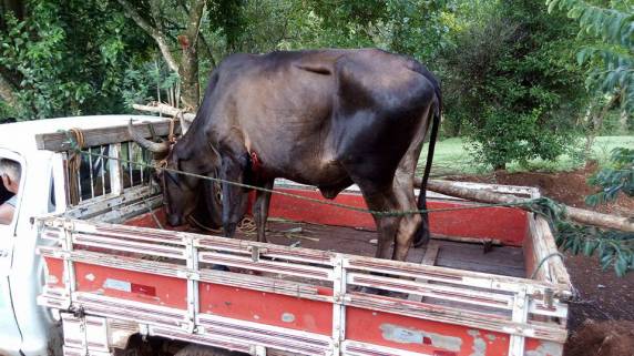 Vaca levada pela enxurrada é localizada 60km da propriedade de origem - foto 3