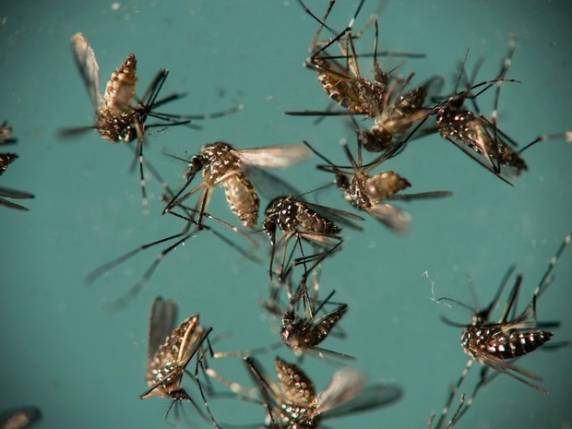 Desses, 92% foram contraídos dentro 

do estado, segundo Dive