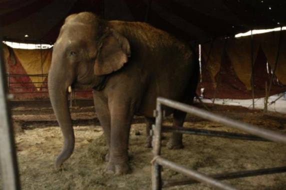 Em 2007, o 

Ibama apreendeu 10 animais em Itajaí por suspeita de maus-tratos num circo instalado na cidade
