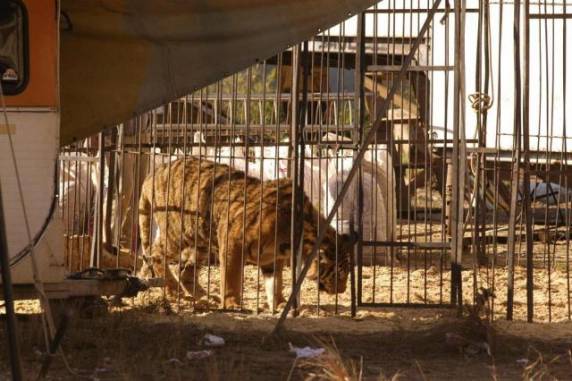 Em 2007, o 

Ibama apreendeu 10 animais em Itajaí por suspeita de maus-tratos num circo instalado na cidade
