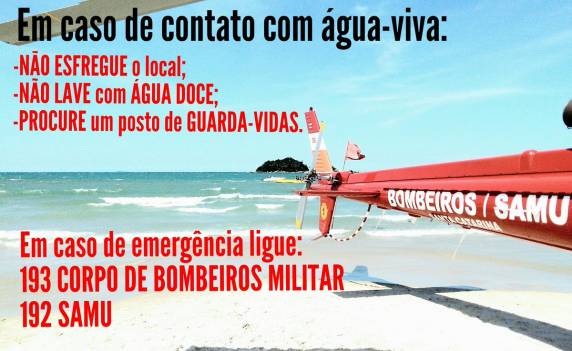 Mais de 270 pessoas sofrem lesões por águas-vivas na praia de Palmas, em Governador Celso Ramos - foto 3