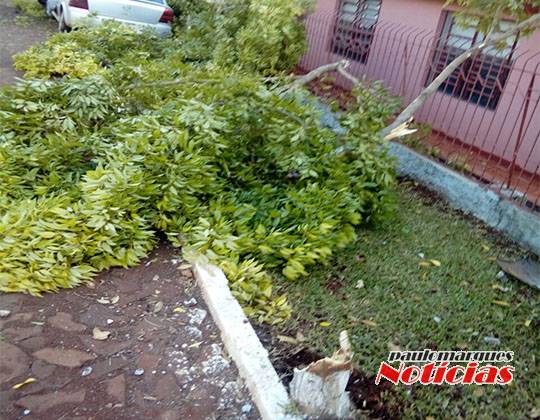 Motorista abandona veículo depois de bater em árvores na lateral de uma rua em Três de Maio - foto 2