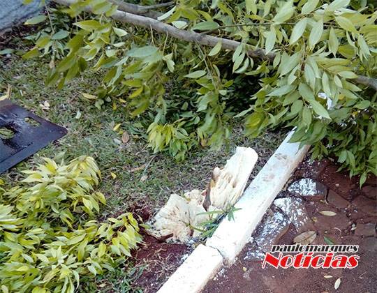 Motorista abandona veículo depois de bater em árvores na lateral de uma rua em Três de Maio - foto 4