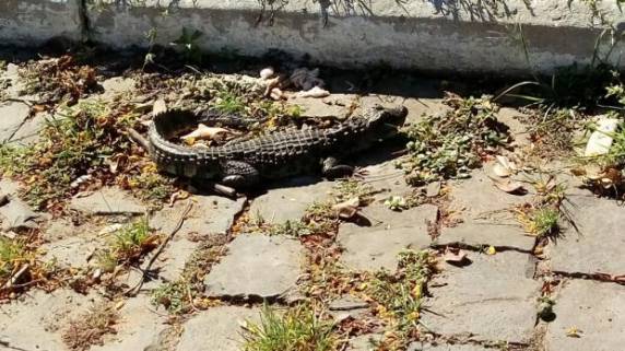 Animal foi capturado no bairro Santiago Pompeu