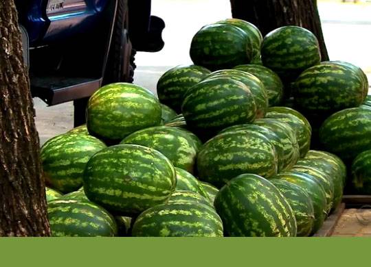 Calor favorece tanto na venda dos produtos quanto na qualidade da fruta