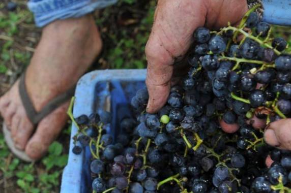 Safra deste ano está superando expectativas do setor e chegando ao limite de capacidade de processamentos das vinícolas