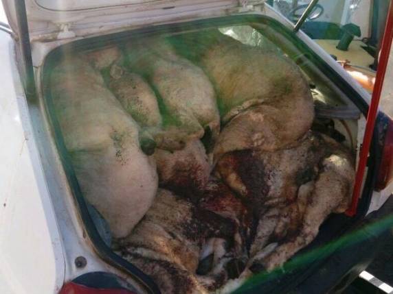 Animais foram furtados e mortos em Piratini nesta quarta-feira (22)