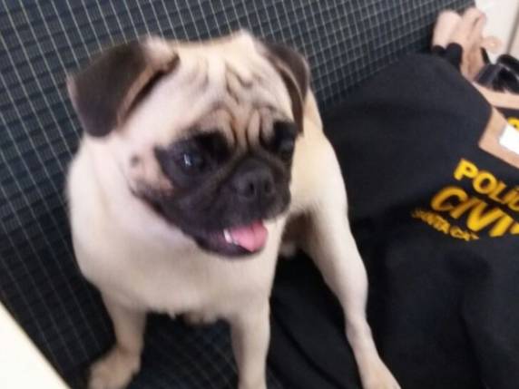 Após dar à luz, mulher recupera
cão roubado durante a gravidez em SC - foto 4