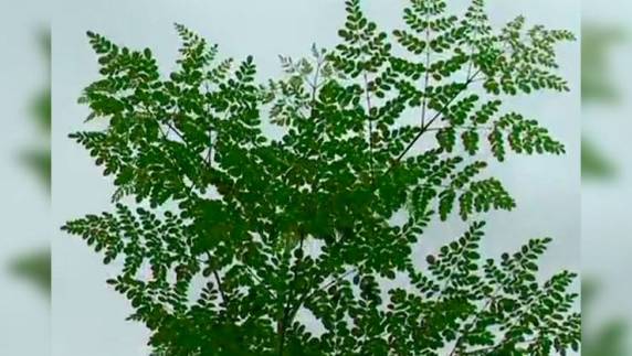 Moringa oleífera é apontada como 'supernutritiva' e boa para a imunidade