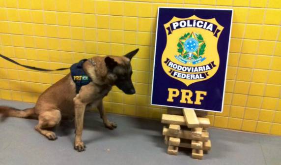Cão farejador ''Baster''
da PRF localiza quase 11 kg de maconha na BR 163 em Guaraciaba - foto 2
