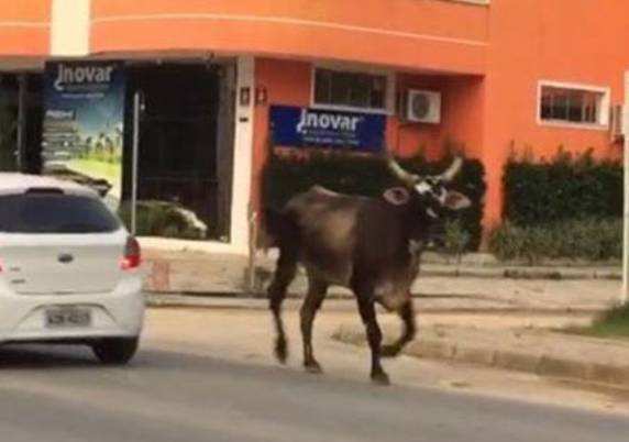 Conforme polícia, animal seria usado em farra do boi