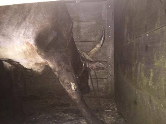 Conforme polícia, animal seria usado em farra do boi