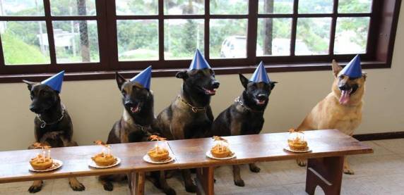 Cães da PM ganham festa de aniversário com direito a bolo em SC - foto 2