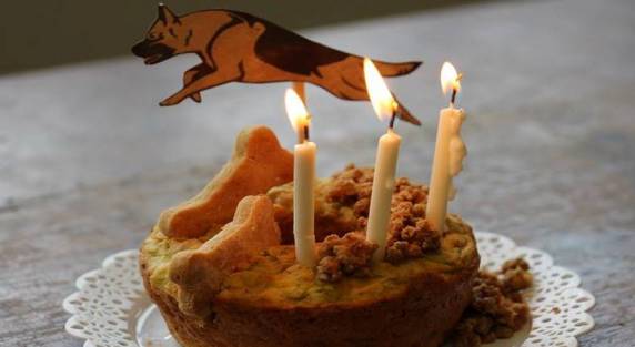 Cães da PM ganham festa de aniversário com direito a bolo em SC - foto 3