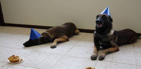 Cães da PM ganham festa de aniversário com direito a bolo em SC - foto 4