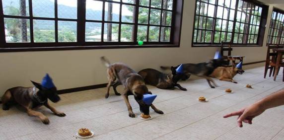 Cães da PM ganham festa de aniversário com direito a bolo em SC - foto 6