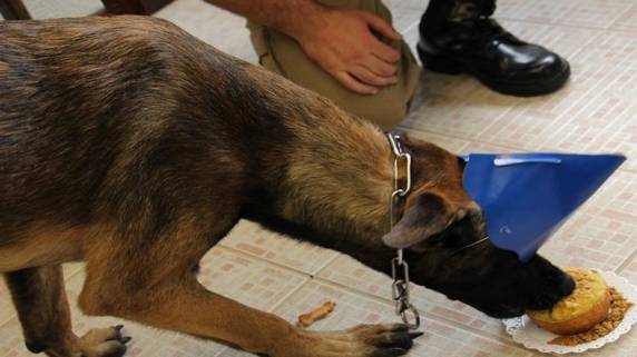 Cães da PM ganham festa de aniversário com direito a bolo em SC - foto 5