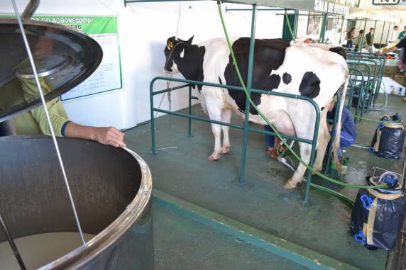 Diversos eventos integram a programação da feira, como concursos leiteiro e morfológico, leilão de gado, premiação dos maiores vegetais e oficina de queijos