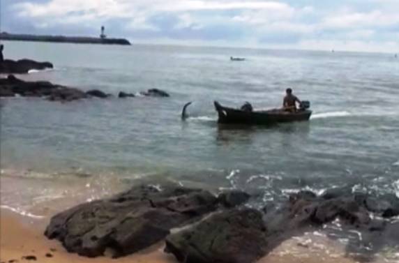 'Foi assustador, ela saiu puxando tudo', diz pescador de Itajaí. 

Moradores ajudaram a soltar animal e devolvê-lo ao mar