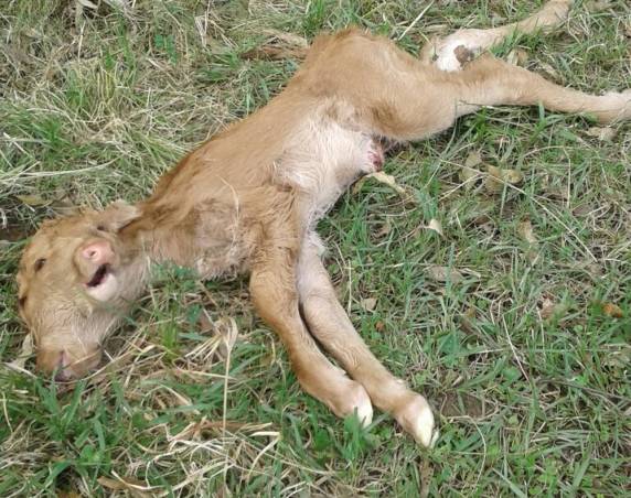 Veterinário explica que fato raro trata-se de uma má formação congênita. Animal viveu menos de 24 horas em uma fazenda na Fronteira Oeste do Rio Grande do Sul