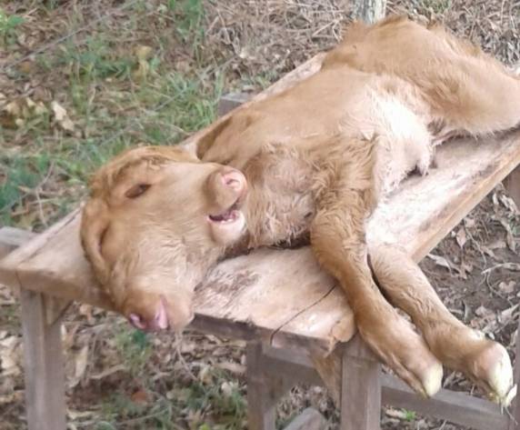 Veterinário explica que fato raro trata-se de uma má formação congênita. Animal viveu menos de 24 horas em uma fazenda na Fronteira Oeste do Rio Grande do Sul