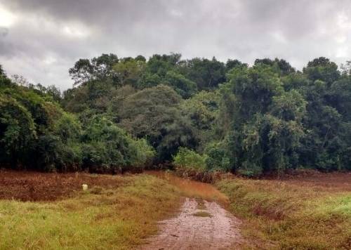 Crissiumal mais uma vez acumula prejuízos em virtude da enxurrada - foto 2