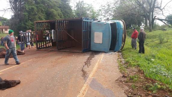 Caminhão com gado tomba na RS 342 em Independência - foto 9
