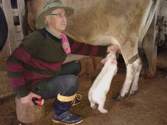 VÍDEO; Porquinho mama em uma
vaca no interior de Tuparendi - foto 3