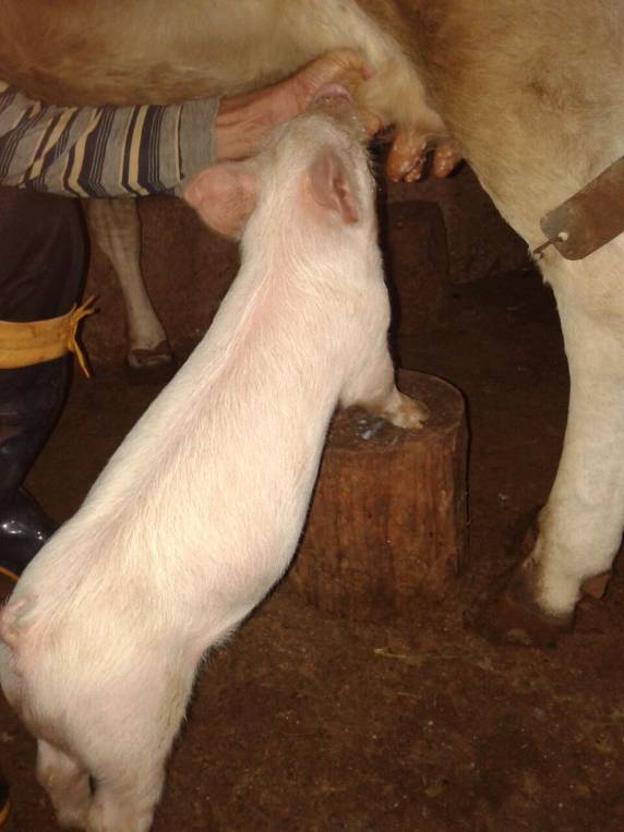 VÍDEO; Porquinho mama em uma
vaca no interior de Tuparendi - foto 2